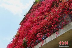 重庆：写字楼外墙三角梅绽放 披“花衣”